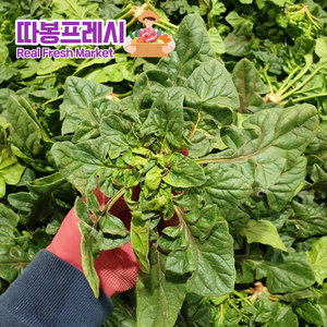 따봉프레시 프리미엄 해풍맞은 남해 보물섬 황제 시금치, 1개, 1kg