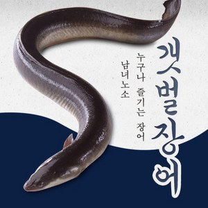 뚝방수산 강화도 갯벌장어 1kg 장어 생물 손질 후 700g~750g [원산지:국산(인천광역시 강화군)], 1개