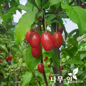 [나무인] 개량보리수나무 분뜨기, 1개