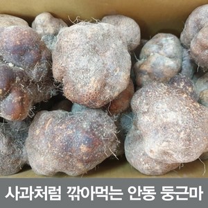 안동참마 알뜰 실속 5kg (크기크고 조금 울퉁불퉁), 1개, 둥근마 알뜰5kg