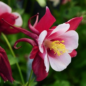 매발톱 아킬레기아 얼리버드 컬러선택(꽃씨앗/10립) Aquilegia Ealybid, 레드&화이트, 1개