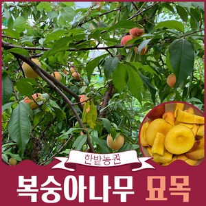 복숭아나무 묘목 결실주 3-4년생 백도 황도 천도(신비) 유실수 과일나무키우기 재배 수확, 황도 3년생, 1개