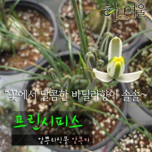 [허브여울다육] 프린시피스 (알부카/ 꽃에서 바닐라향 구근식물) 지름 9cm 소품화분, 1개