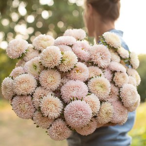 과꽃 레이디코럴 샤모아/라벤더 절화 (꽃씨앗/10립) Aster lady coral, 1개