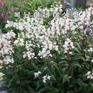 흰꽃 자엽펜스테몬 [4포트 복남이네야생화 모종 허스커 레드 펜스테몬 penstemon], 4개