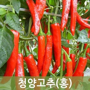 국내산 청양 홍고추 10kg 5kg 1kg 매운고추 매운홍고추 (건고추용), 청양홍고추 1kg, 1박스