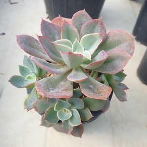 [수암다육] 블루칸테 랜덤발송 Echeveria 'Cante' (Blue) 다육 다육이 다육식물 497, 1개