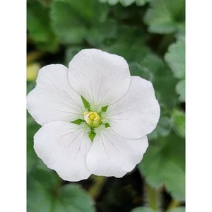 [비젼플라워] (야생화놀이터)-----베란다월동-순백색풍로초(풍노초), 1개, 00