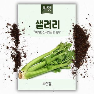 씨앗팜 샐러리 씨앗 (3000립) 셀러리 씨 종자, 1개