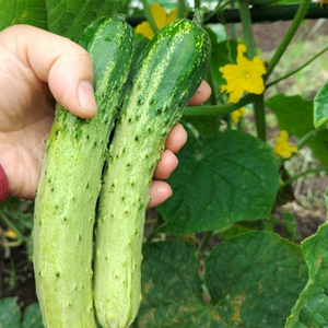 [오이대가] 백다다기 오이 한정판매 백오이, 1개, 1kg