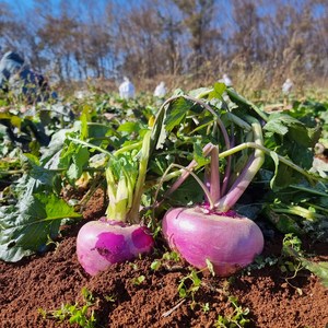 강화도 국산 햇 순무 생 순무 무청없음, 1박스, 강화순무5kg(무청없음)