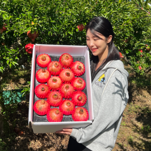 산지 직송 2024년 고흥 신석류 석류 석류생과 햇석류 생석류 석류농장, 1개, 5kg(특과 / 10~11과)