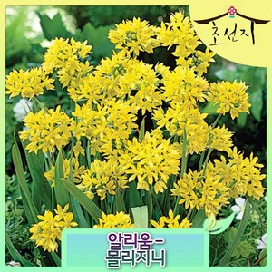 [초선지] 알리움 몰리지니 10개 추식 구근 Allium MolyJeannie, 몰리지니(10개), 1개