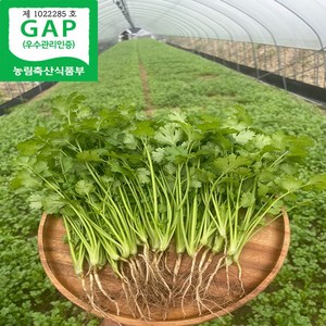 국산 고수 나물 당일수확, 1KG, 1개