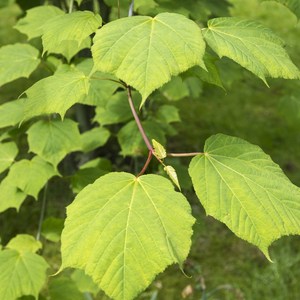 [충북농원] 벌나무 산청목 묘목 - 1년생~3년생 실생묘, 3. 실생/3년생/상묘, 1개