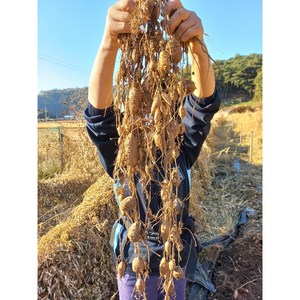 인디언감자 슈퍼아피오스 다이어트 변비 당뇨 관절. 최상품, 1개, 1kg