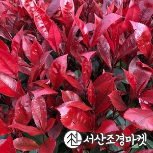 홍가시나무 묘목 레드로빈 키100~120cm 서산조경마켓, 3개