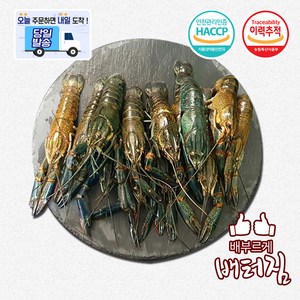 (당일출돼지) 민물가재 10-16미 마라룽샤 크레이피쉬, 1개, 800g( 10~16마리)