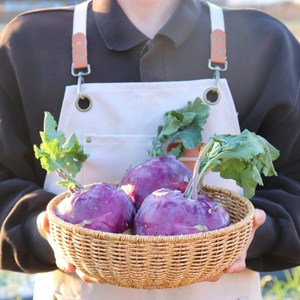 제주 햇 콜라비 적 콜라비 제철 특품, 1박스, 3kg