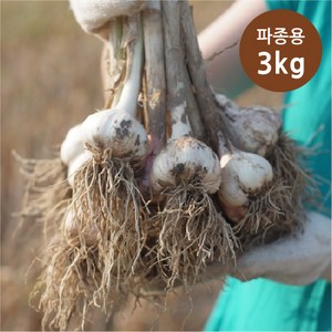 [빅토리팜] 의성토종 종자마늘(씨마늘) 3kg, 특+상 - 68개 내외, 1개