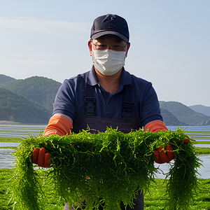 서산 햇 생감태 김 구운 감태김 감태구이, 25년 햇 생감태 20매(2봉), 1개