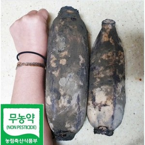 10년째 무농약 국산 흙연근 세척연근 [초록땅], 1박스, 상품흙연근 3kg