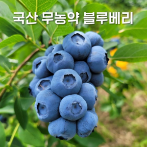 국산 냉동 무농약 블루베리 2024년 생과(크기 혼합), 1개, 1kg