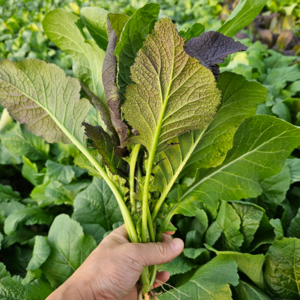 산지직송 김장용 홍갓 생갓, 1개, 1kg