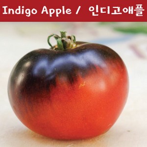 토마토키우기 Indigo Apple Tomato 인디고애플 희귀 토마토 교육용 체험용