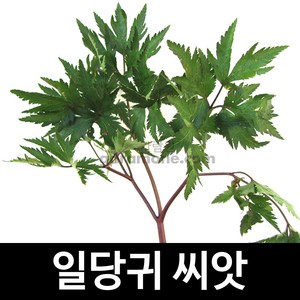 일당귀 씨앗 당귀씨 왜당귀 씨 angelica seed 300알, 1개