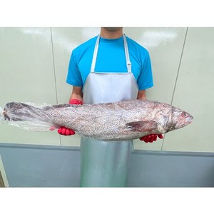 자연산민어 한마리 손질여부 옵션선택, 통째로, 1개, 6kg