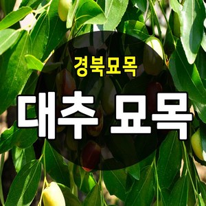 [경북농원] 대추나무묘목 접목 특묘 (왕대추/복조대추/사과대추), 왕대추 접목 2년생 특묘, 1개