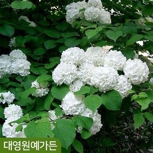 설구화 키150cm 꽃 나무 수구화 흰색, 키150cm 흙분, 1개