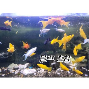 몰리 구피 혼합 5마리, 1개