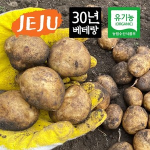 제주 유기농 특감자 10kg, 1개, 단품