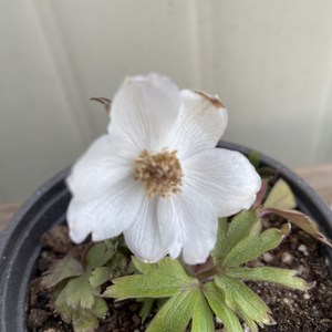 [봄날] B356 * 사계바람꽃 / 소품 / 랜덤상품, 1개, 흰색