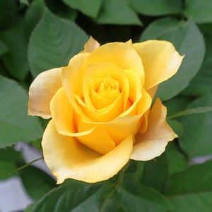 미니장미 El paso Yellow 엘파소옐로우 노란색 노랑 사계향장미 화분, 1개, 상세정보 확인