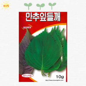 잎들깨 10g 들깻잎 깻잎씨 쌈채소씨 씨앗 씨 경신, 1개