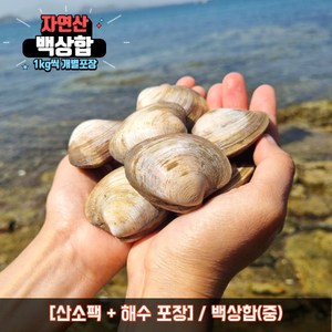 백상합 상합 백합 생합 백생합 조개탕 조개찜, 6kg, 백상합(중), 1개