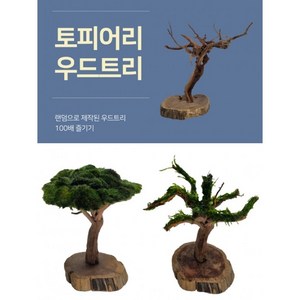 토피어리 우드트리 랜덤 활착수초 음성수초 은신처 초보자, 우드트리+모스볼활착, 1개