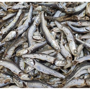 [삼대원] 남해안 다시멸치 육수멸치 국물멸치, 1개, 1.5kg