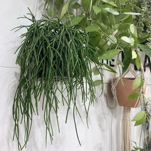 더라라플랜트 립살리스레인 립살리스화이트 Rhipsalis rain., 1개