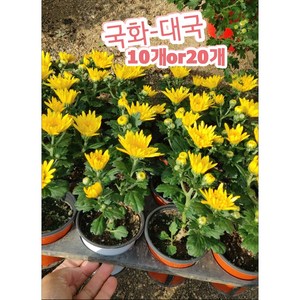 국화꽃-대국 10개 20개/국화의 여왕인 대국은 신비로운 꽃잎