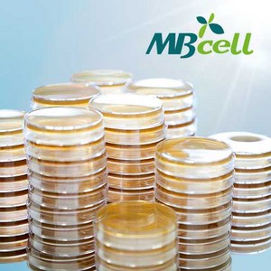 TSA (Typtic Soy Aga) Plate/ MBcell 미생물 배지/ 생배지-제조된 배지/ 일반세균 배양배지, 10Ea