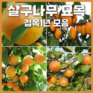 살구나무 접목1년생 묘목 모음 택1 초하 하코트 특묘 상묘, 하코트(특묘), 1개