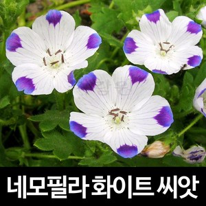 화이트 네모필라 씨앗 꽃씨 꽃 종자 야생화 씨 30알, 1개