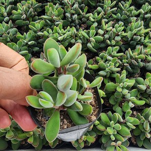 [해뜰다육] 로게르시(소품) 다육식물 선인장, 1개