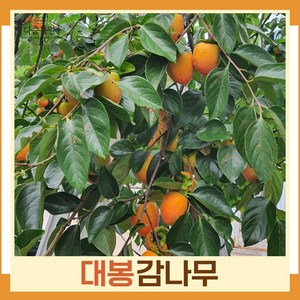 [새나무농원] 감나무묘목 대봉감나무 접목1년생