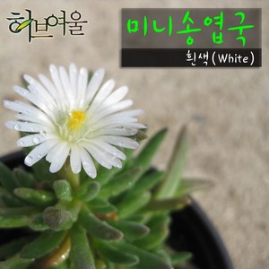 허브여울다육 미니송엽국 화이트(흰색/사철채송화/노지월동) 지름 9cm 소품화분, 3개