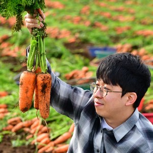 제주 구좌당근 무농약 유기농 흙당근 쥬스용 미니당근 3kg 5kg 10kg, 1박스, 유기농흙당근(상) 10kg